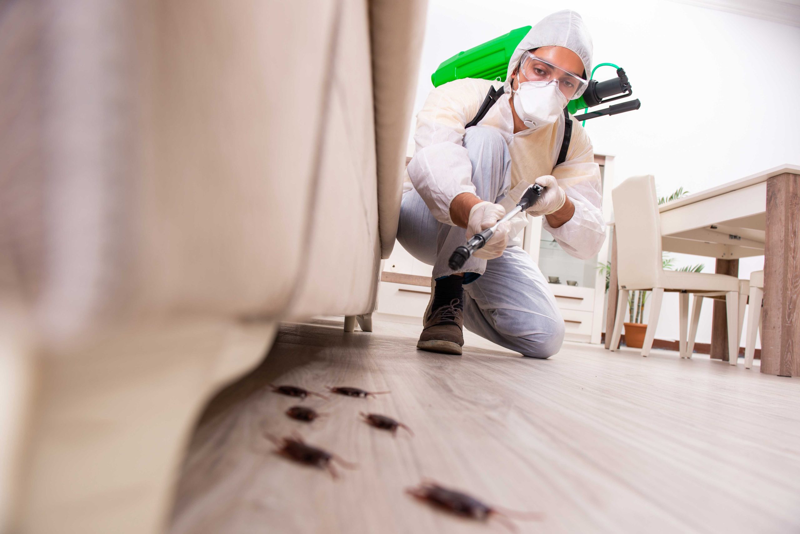 Pest Control Services in St Augustine